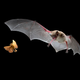 Illustration for article titled New echo-detecting app could allow humans to see like bats